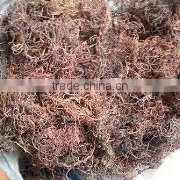 Gracilaria Seaweed With Good Quality