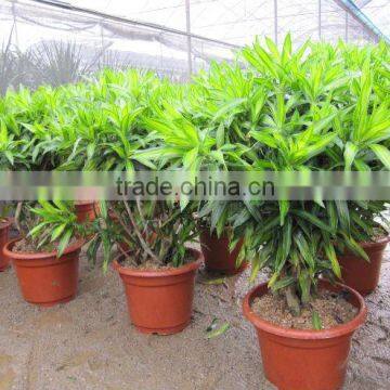 Dracaena reflexa indoor plants