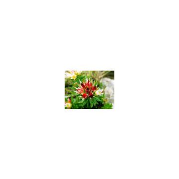 Rhodiola Rosea Extract