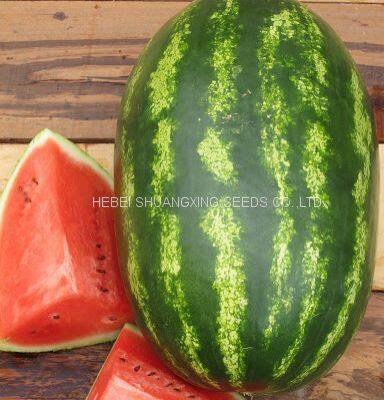 Middle Maturity Good Disease Resistance Hybrid f1 Watermelon Seeds for Planting photo-2
