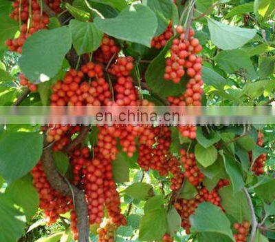 Water Soluble 10:1 Schisandra Berries Fruit Extract photo-2