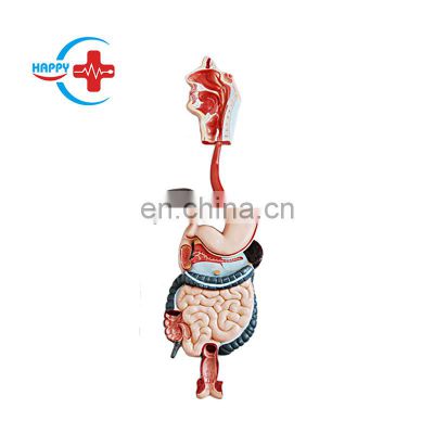 HC-S251 Human Anatomical Model ,Digestive System Model for Medical Science Teaching