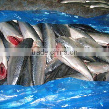 Pacific mackerel HGT Frozen mackerel