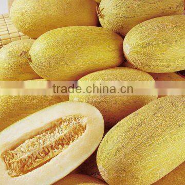 Xingha high yield and yellow rind hybrid f1 melon seeds