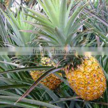 FRESH PINEAPPLE: GOOD QUALITY - GOOD TASTY - VERYCHEAP PRICE