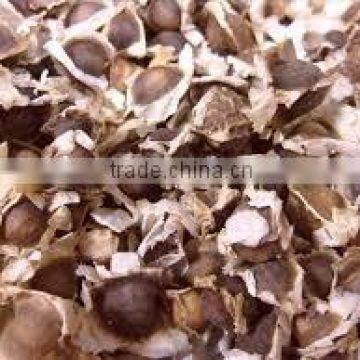 MORINGA SEED INDONESIA ORIGIN