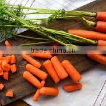 VIETNAMESE CARROTS IN HARVEST 2016 WITH GOOD QUALITY