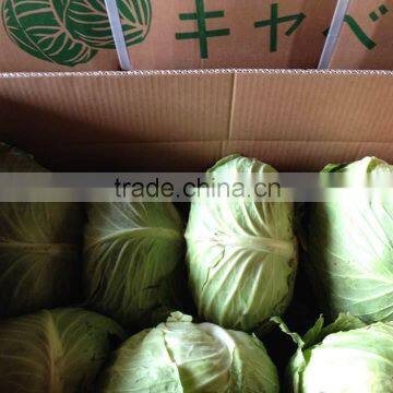 Fresh Round Cabbage photo-2