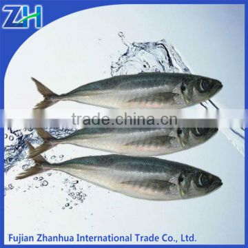 Frozen Horse Mackerel Fish Whole Round Land frozen