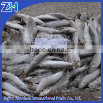 fresh frozen sardines raw material all size