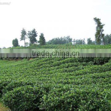 Factory Directly Provide China Supplier Gunpowder Green Tea 9175