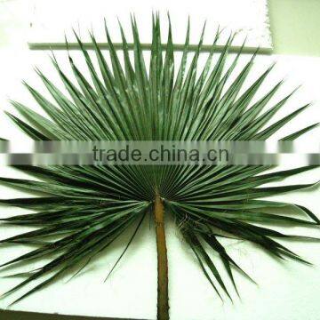 Circle Preserved palm leaf