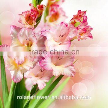 China wholesaler fresh pink gladiolus flowers for home/party /festival decoration