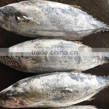 frozen PS skipjack tuna fish for sale