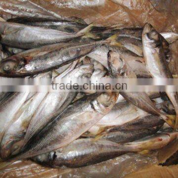 Frzoen Horse mackerel