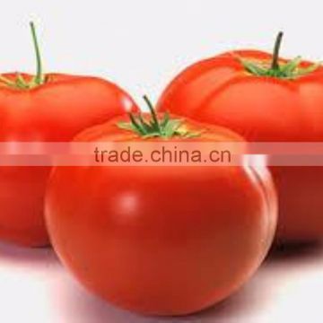 viet nam FRESH TOMATOES