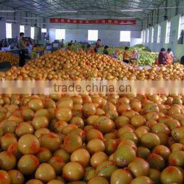 Chinese Fresh Juicy Pomelo Honey Pomelo Pomelo Fruit With Cheap Price photo-5