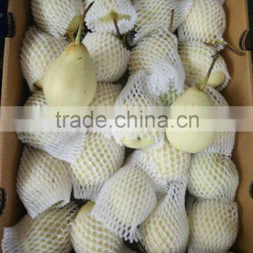 Chinese Fresh Fruits Ya Pears For Export