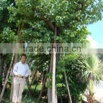 Blooming Bauhinia Variegata L of Outdoor Decorative Ornamental Landscape Plants