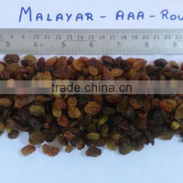 DEHYDRATED MALAYAR RAISIN AAA+ GRADE