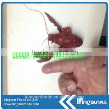 Frozen water cooked crayfish for sale