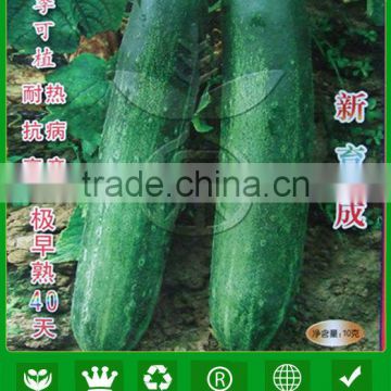 CU06 no.909 f1 hybrid cucumber seeds, chinese cucumber seeds