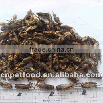 Dried Cricket Fish Reptile Food