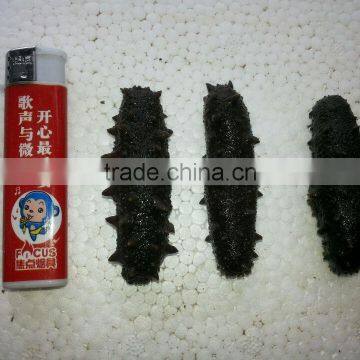 HOT!!! 100% Natural Organic Dried Prickly Sea Cucumber photo-2
