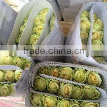 Green Roses Fresh Cut Roses And Fresh Roses for Sale