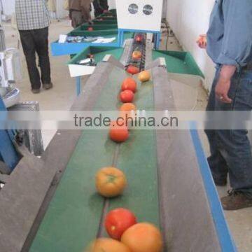 Tomato Grading Machine Sorter Grader