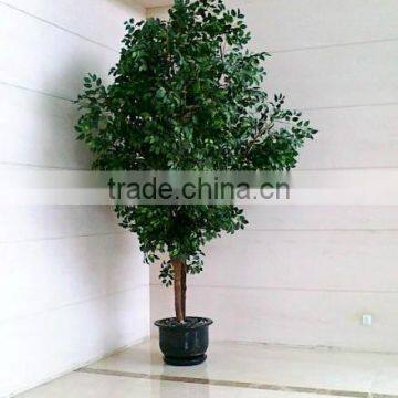 SJ2001022 Small potted foliage banyan tree landscaping decoraative garden tree