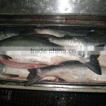 seafood and cooked frozen silver pomfret fish