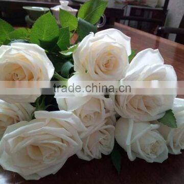 Natural Fresh Cut White Rose Flower Mother's Day Gift Processing Type Export From Yunnan