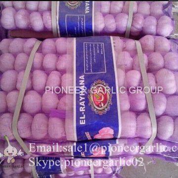 Small Packing 5.5-6cm Fresh Red Garlic Produced In Jinxiang Shandong China photo-5