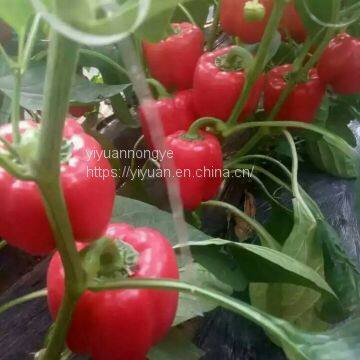 Hybrid red sweet pepper seeds vegetable seeds No.13