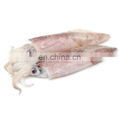 frozen loligo squid chinese loligo squids chinensis loligo