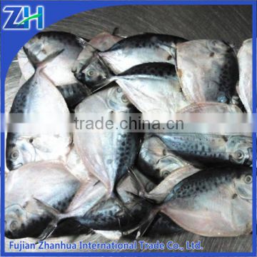 import export seafood fish frozen moonfish for sale