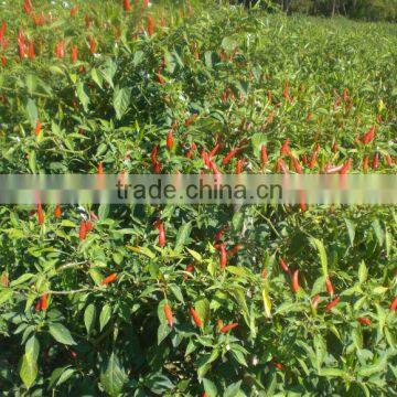 Good quality dry red chili