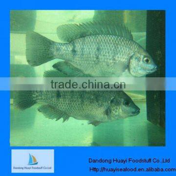 frozen fish frozen live tilapia