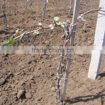 (factory) 2.03 mm galvanized steel wire for vineyard trills