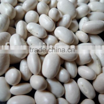 China white Kidney bean/Japanese 2010 non-gmo or organic