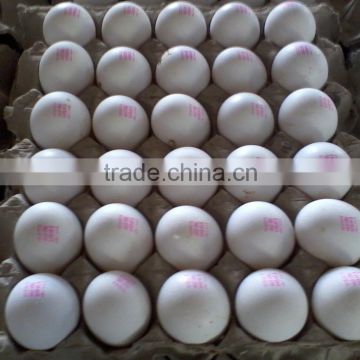 Fresh White eggs for sale from india