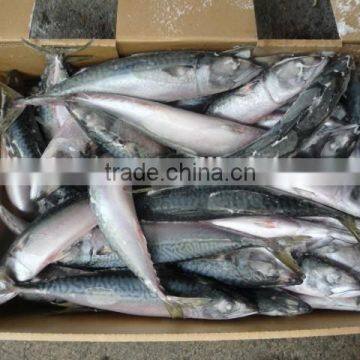 Japanese Mackerel photo-3