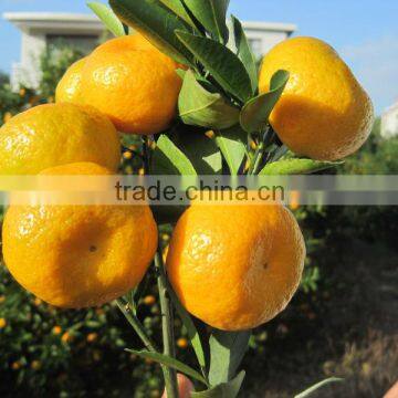 Sweet baby mandarin