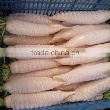 chinese fresh radish