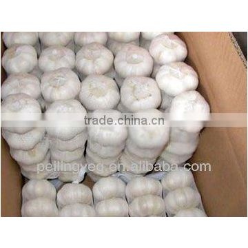 fresh pure white garlic new crop jining 2013