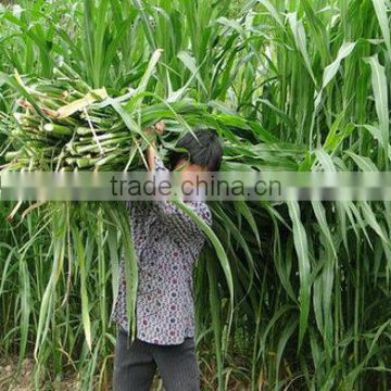 Gaodan Grass Seeds Sorghum Sudan Grass Seeds Sorghum Hybrid sudan grass Seeds For Growing