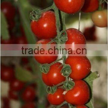 Hybrid High Density Fruits Setting Round Red Cherry Tomato Seeds For Growing-Wonderful photo-3