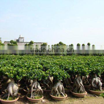 1500 gram Ginseng Ficus Microcarpa