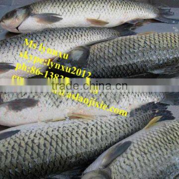 Fish Scaler /automatic Fish Scaling Machine for Sale photo-5